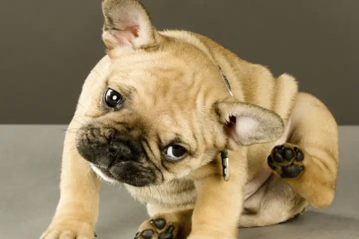 Các Triệu Chứng Dễ Nhận Thấy Khi Chó Bị Viêm Da