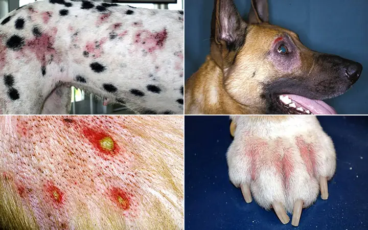 3dấu Hiệu Chó Bị Viêm Da Mủ, Rụng Lông