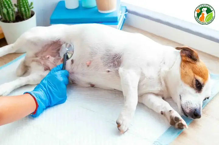 Đưa Chó Đi Tầm Soát Sức Khỏe Định Kỳ