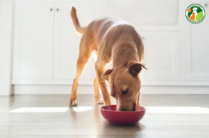 Xây Dựng Chế Độ Ăn Uống Phù Hợp Thể Trạng Của Thú Cưng