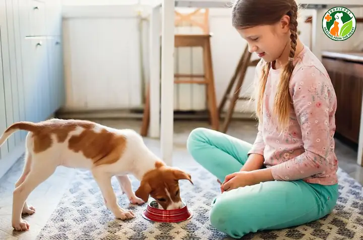 Chó Bị Viêm Đường Ruột Bao Lâu Thì Khỏi?