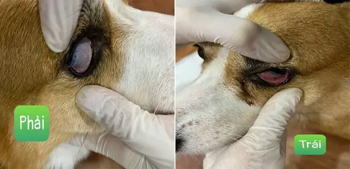 Chó Bị Viêm Kết Mạc: Nguyên Nhân, Dấu Hiệu Và Cách Điều Trị Hiệu Quả Chó Bị Viêm Kết Mạc: Nguyên Nhân, Dấu Hiệu Và Cách Điều Trị Hiệu Quả
