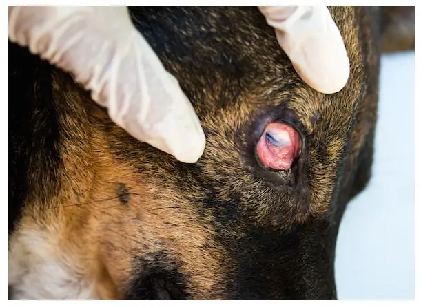 Chó Bị Viêm Kết Mạc Chó Bị Viêm Kết Mạc