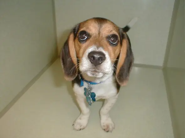 Chó Bị Viêm Kết Mạc Chó Bị Viêm Kết Mạc