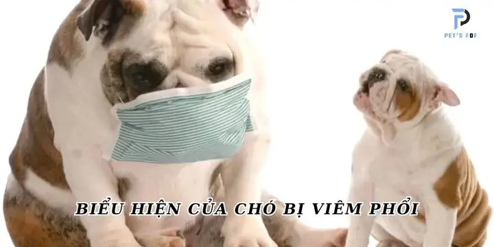 Biểu Hiện Của Chó Bị Viêm Phổi Biểu Hiện Của Chó Bị Viêm Phổi
