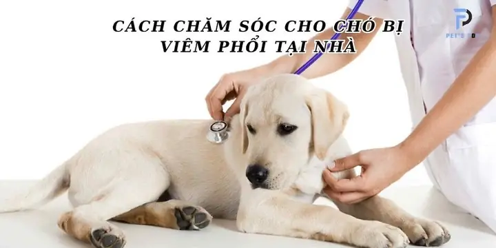 Cho Chó Ăn Thức Ăn Dễ Tiêu Hóa Và Bổ Sung Vitamin B1, C, E Cho Chó Ăn Thức Ăn Dễ Tiêu Hóa Và Bổ Sung Vitamin B1, C, E