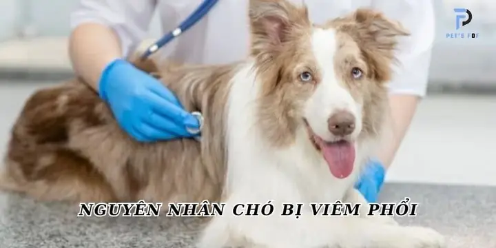 Chó Bị Viêm Phổi Bao Lâu Thì Khỏi Và Nguyên Chó Bị Viêm Phổi Bao Lâu Thì Khỏi Và Nguyên