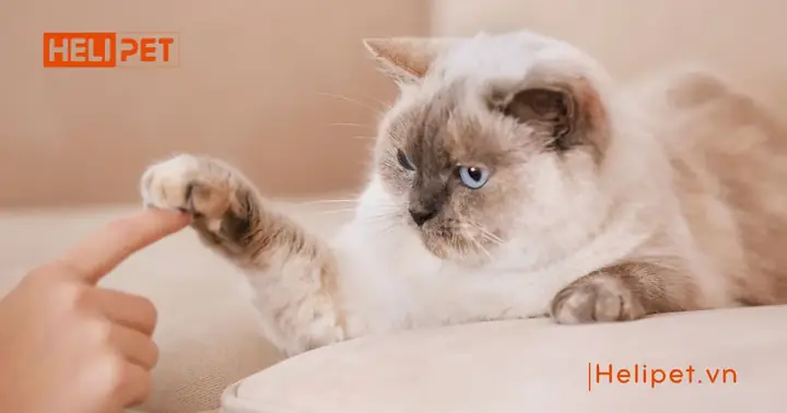 Mèo Bị Viêm Phổi Có Lây Sang Người Không?