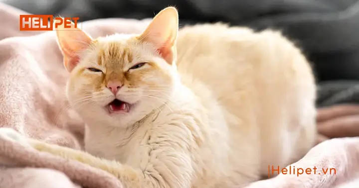 Triệu Chứng Cảnh Báo Mèo Bị Viêm Phổi