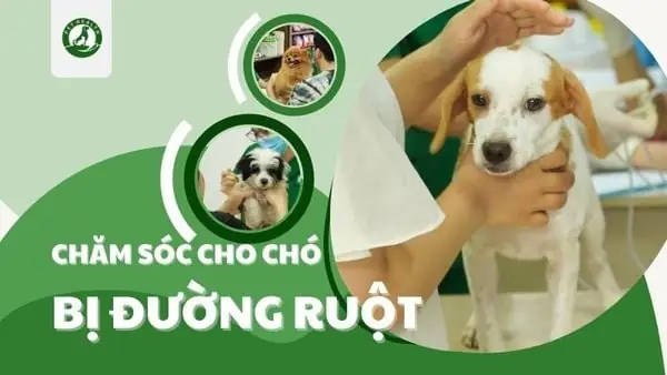 Chăm Sóc Cho Chó Bị Đường Ruột