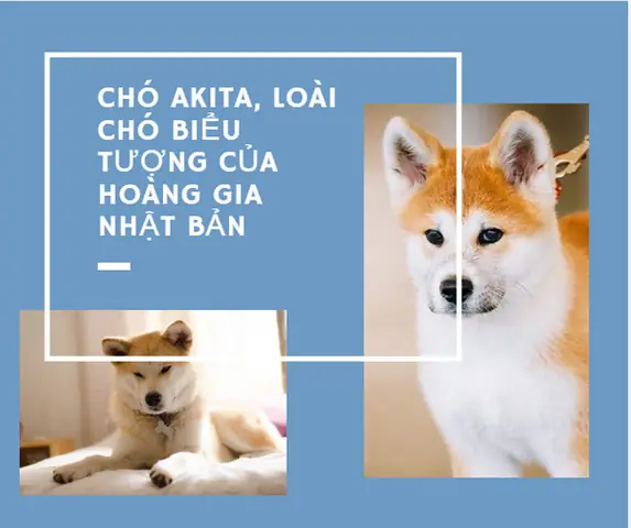 Chó Akita, Loài Chó Biểu Tượng Của Hoàng Gia Nhật Bản Chó Akita, Loài Chó Biểu Tượng Của Hoàng Gia Nhật Bản