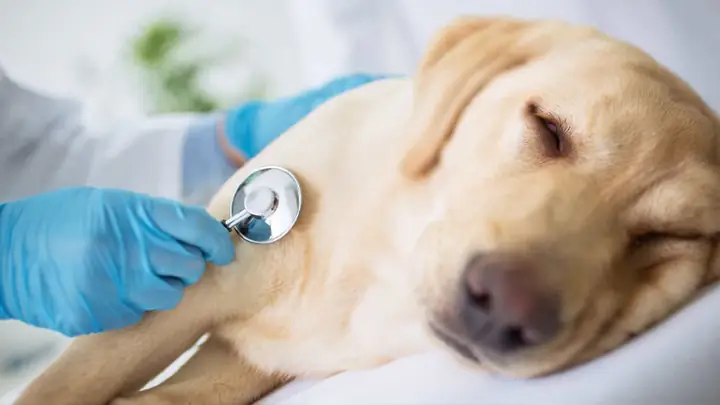 2cách Điều Trị Khi Chó Bỏ Ăn Nằm Một Chỗ, Bị Nôn