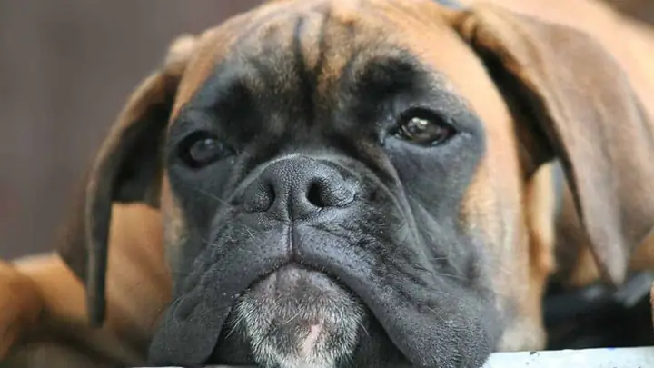 2cách Điều Trị Khi Chó Bỏ Ăn Nằm Một Chỗ, Bị Nôn 2cách Điều Trị Khi Chó Bỏ Ăn Nằm Một Chỗ, Bị Nôn