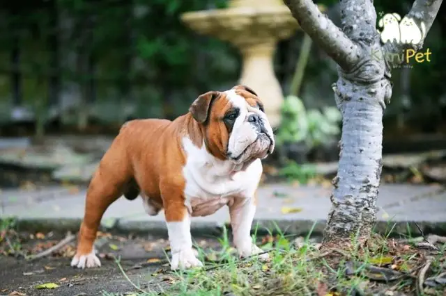 Yếu Tố Ảnh Hưởng Đến Giá Chó Bull Anh