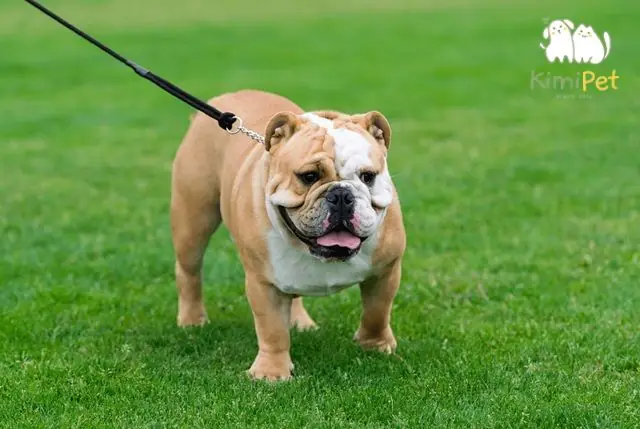 Chó Bull Anh Giá Bao Nhiêu? Những Phân Khúc Giá Bạn Cần Lưu Ý