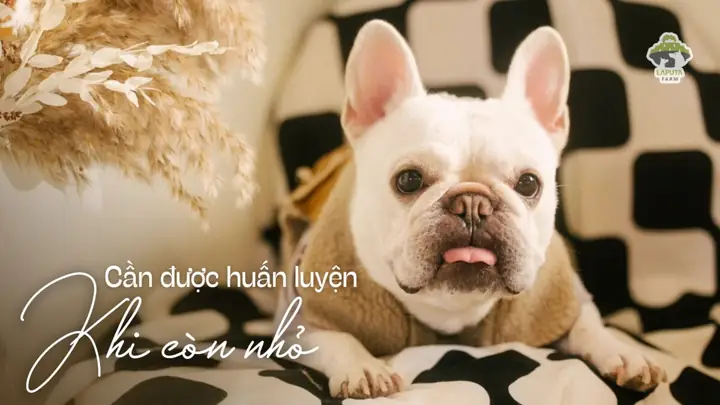 Huấn Luyện Chó Bull Pháp