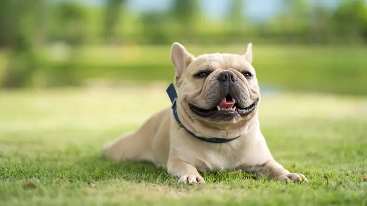 Chó Bull Pháp Ăn Gì?