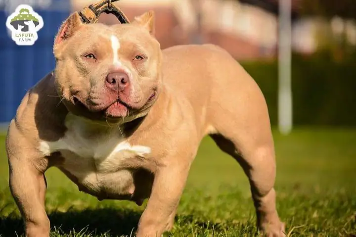 Đặc Điểm Ngoại Hình Của Chó Bully