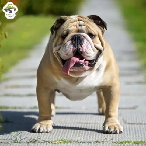 Các Bébullysẵn Sàng Về Nhà Mới