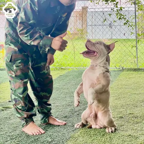 Huấn Luyện Bully Đứng Lên