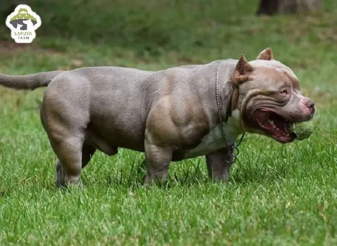 Chế Độ Vận Động Của Bully