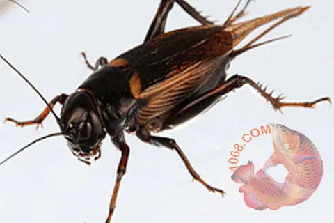 Hướng Dẫn Chọn Dế Cho Cá Rồng Ăn: Từ A-z Dinh Dưỡng Và Kỹ Năng Nuôi