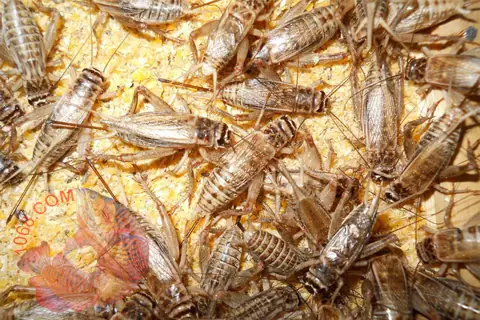 Hướng Dẫn Chọn Dế Cho Cá Rồng Ăn: Từ A-z Dinh Dưỡng Và Kỹ Năng Nuôi