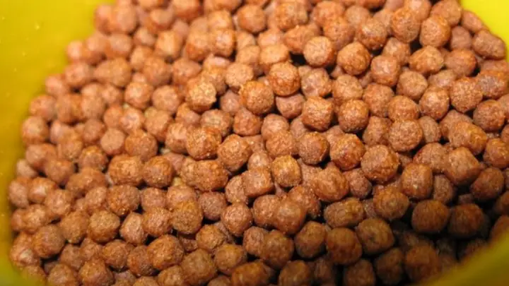 Cho Cá Ăn Gì: Cẩm Nang Dinh Dưỡng Toàn Diện Cho Cá Cảnh