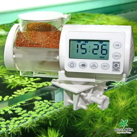 Có Cần Cho Cá Ăn Mỗi Ngày Không?