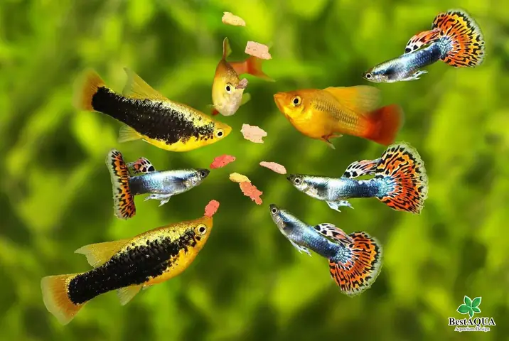 Tác Hại Của Việc Cho Cá Ăn Quá Nhiều: