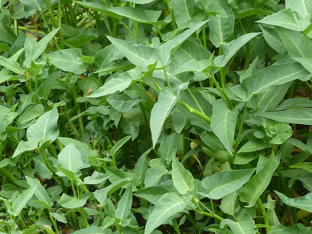 Bầu Ăn Rau Muống Được Không?