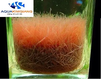 Hướng Dẫn Toàn Tập Cách Nuôi Trùn Chỉ Làm Thức Ăn Cho Cá Cảnh