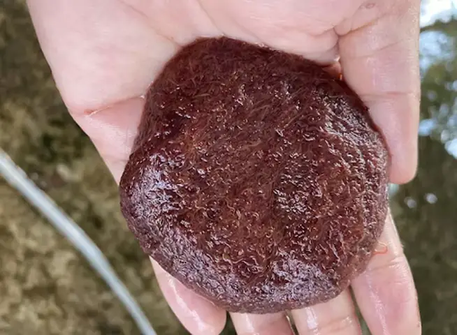 Hướng Dẫn Toàn Tập Cách Nuôi Trùn Chỉ Làm Thức Ăn Cho Cá Cảnh