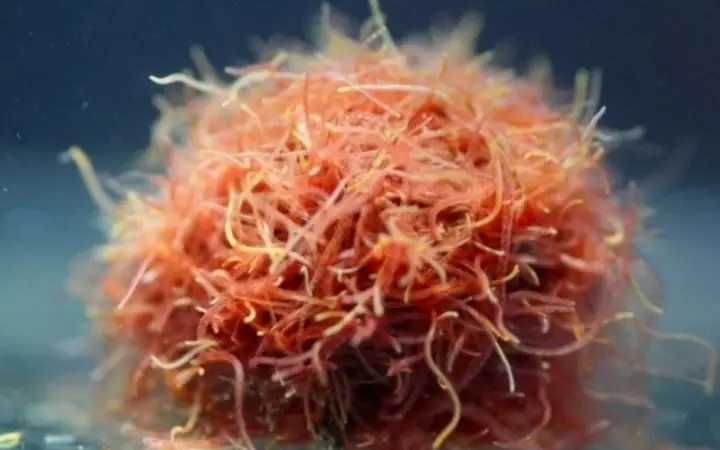 Tạo Môi Trường Sống Thuận Lợi Để Trùn Chỉ Phát Triển Và Sinh Sản