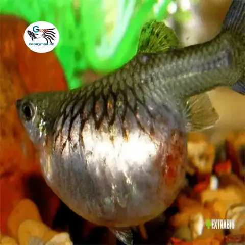 Dấu Hiệu Cá Bảy Màu Sắp Đẻ Bạn Nên Biết