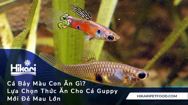 Cá Bảy Màu Con Ăn Gì? Lựa Chọn Thức Ăn Cho Cá Guppy Mau Lớn Cá Bảy Màu Con Ăn Gì? Lựa Chọn Thức Ăn Cho Cá Guppy Mau Lớn