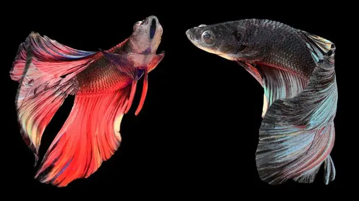 Làm Sao Để Cá Betta Ăn Đúng Cách?