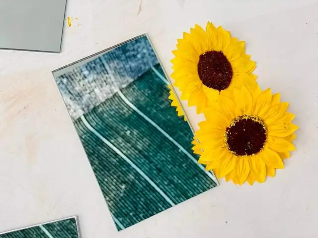 Cho Cá Betta Kè Đúng Cách: Hướng Dẫn Toàn Diện Và An Toàn