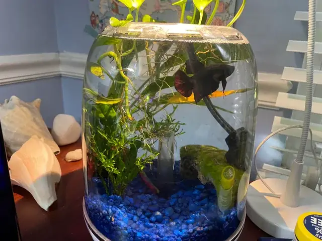 Cho Cá Betta Kè Đúng Cách: Hướng Dẫn Toàn Diện Và An Toàn