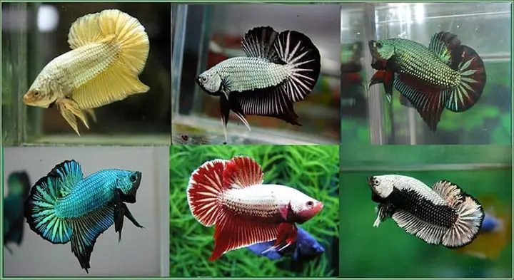 Chợ Cá Betta Tphcm: Kinh Nghiệm Mua Cá Xiêm Đẹp, Giá Tốt, Uy Tín Nhất