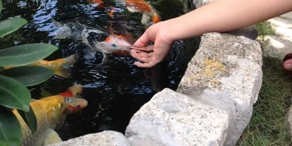 Chọn Thức Ăn Cho Cá Cảnh Phù Hợp Chọn Thức Ăn Cho Cá Cảnh Phù Hợp