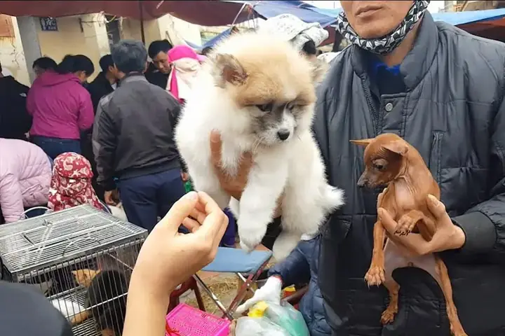 Bán Thú Nuôi Ở Chợ Hàng Hải Phòng Bán Thú Nuôi Ở Chợ Hàng Hải Phòng