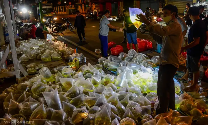 Chợ Cá Cảnh Đêm Hơn 50 Năm Ở Sài Gòn - Báo Vnexpress