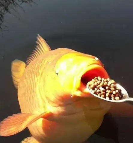 Cho Cá Koi Ăn Đúng Cách: Hướng Dẫn Chi Tiết Từ A-z