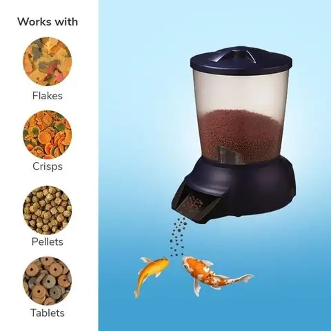 Cho Cá Koi Ăn Đúng Cách: Hướng Dẫn Chi Tiết Từ A-z