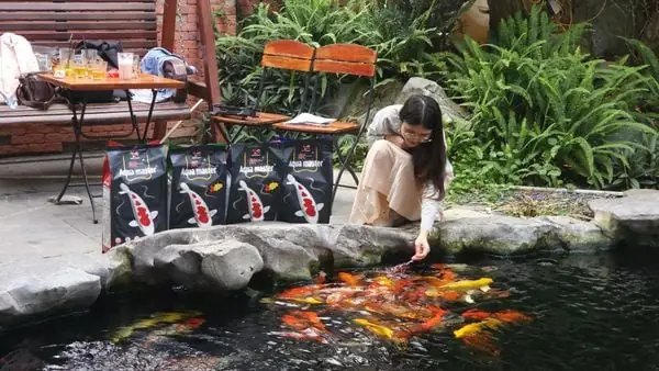 Cho Cá Koi Ăn Đúng Cách: Hướng Dẫn Chi Tiết Từ A-z