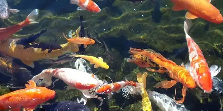 Thời Gian Cho Cá Ăn Phù Hợp Nhất