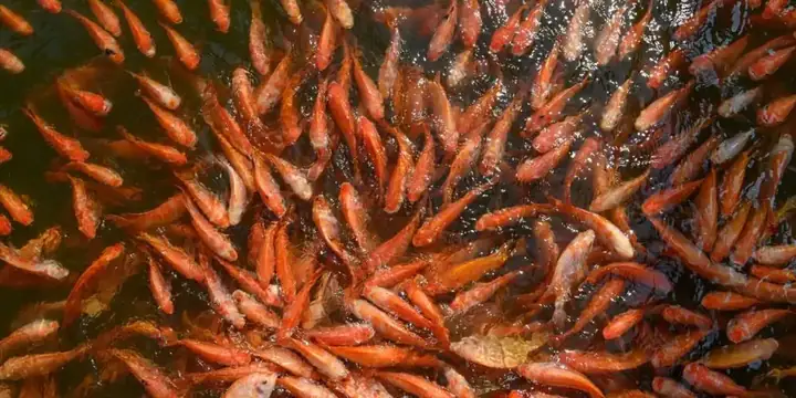 Cho Cá Ăn Vào Mùa Hè Cho Cá Ăn Vào Mùa Hè