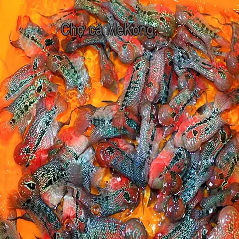 Giá Cá La Hán Thái Đỏ