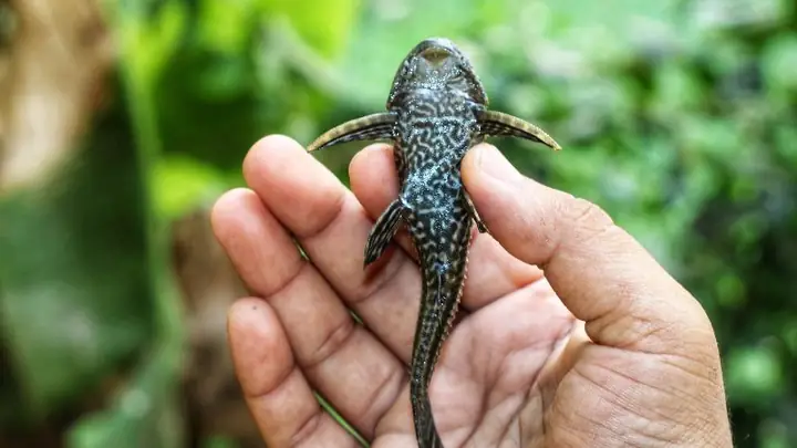 2thịt Cá Lau Kiếng Có Độc Không?